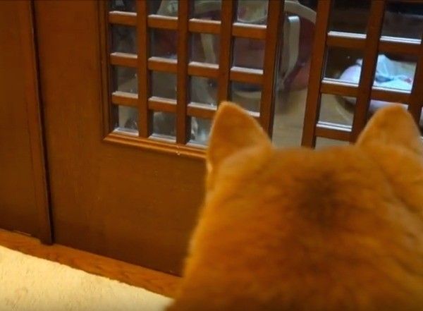 ワンコとニャンコ