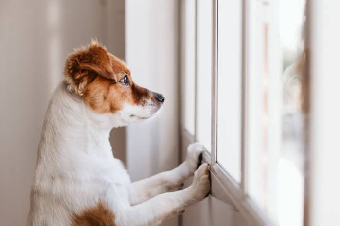 窓を覗く犬