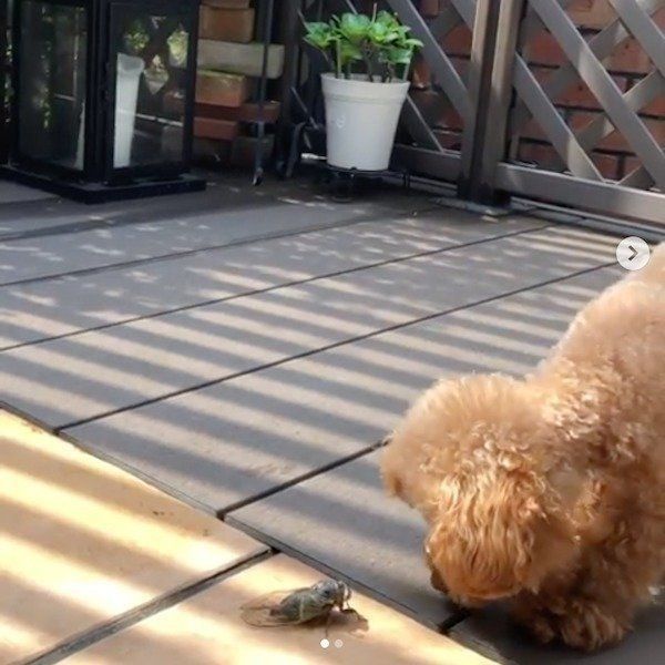 セミと対峙するトイ・プードル