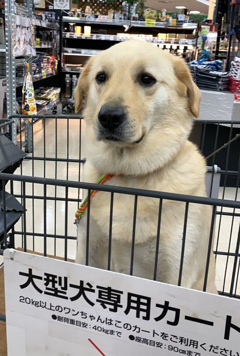 起き物と間違われたクーちゃん