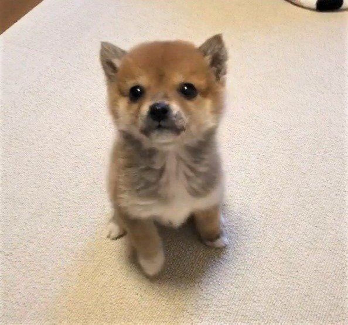 オスワリ中 足踏み 回転しちゃう子犬が可愛すぎて泣ける いぬのきもちweb Magazine オスワリ中 足踏み 回転しちゃう子犬が可愛すぎて泣ける いぬのきもちweb Magazine