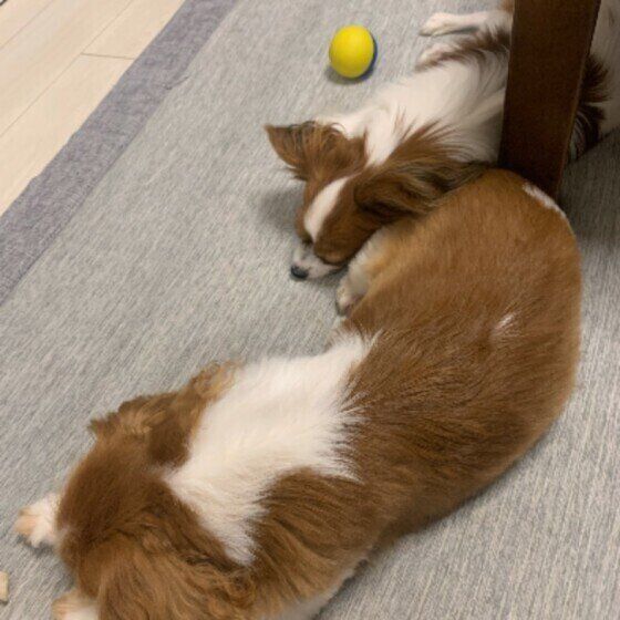 仲良く眠る犬（パピヨン、オス）