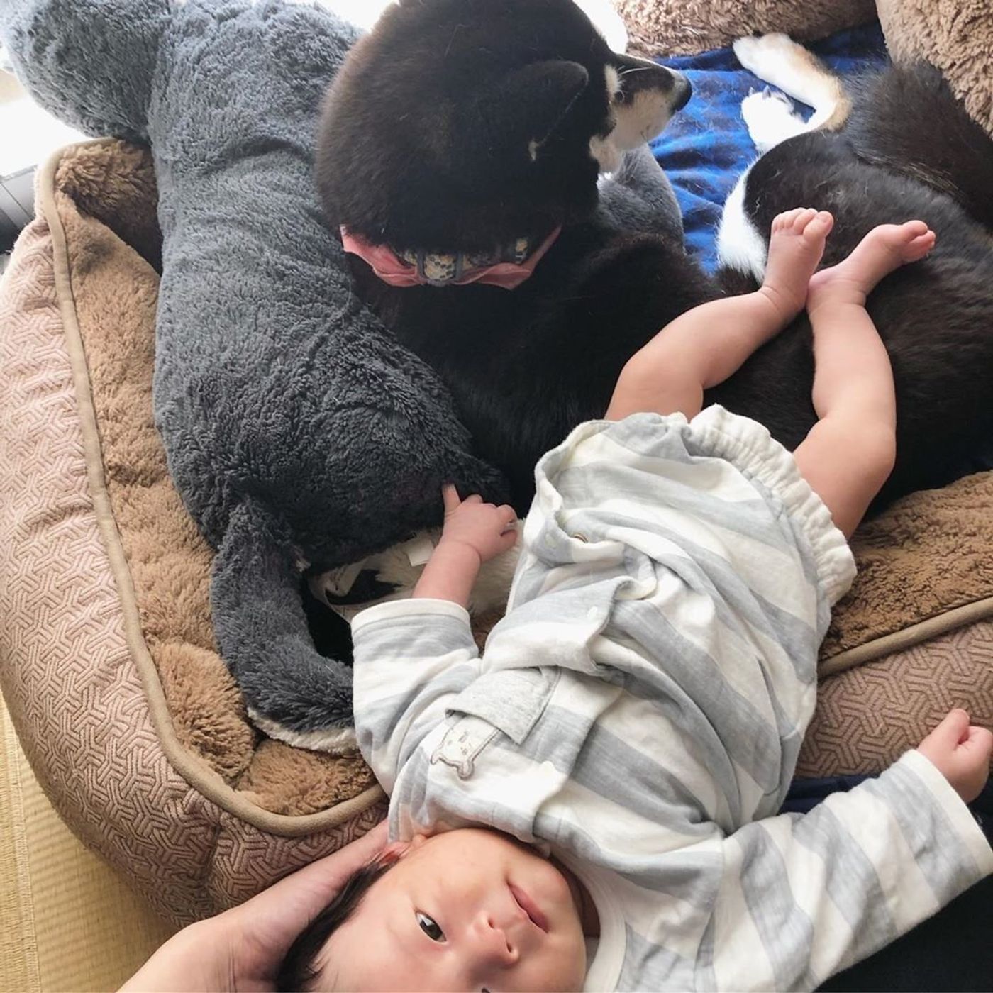 かわいい 犬と赤ちゃん 犬が赤ちゃんに優しい理由 いぬのきもちweb Magazine かわいい 犬と赤ちゃん 犬が赤ちゃんに優しい理由 いぬのきもちweb Magazine