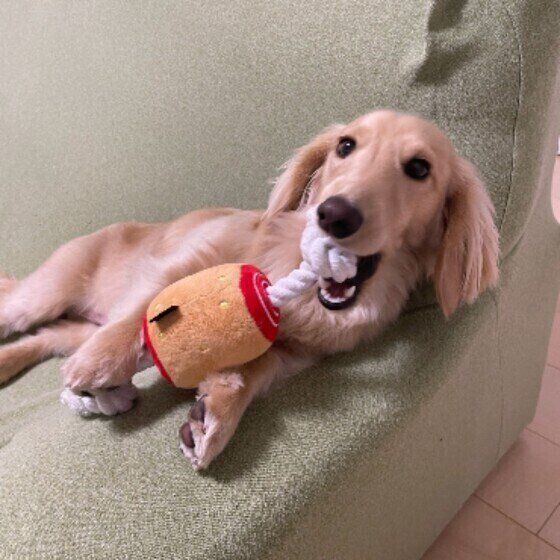 遊ぶミニチュア・ダックスフンド