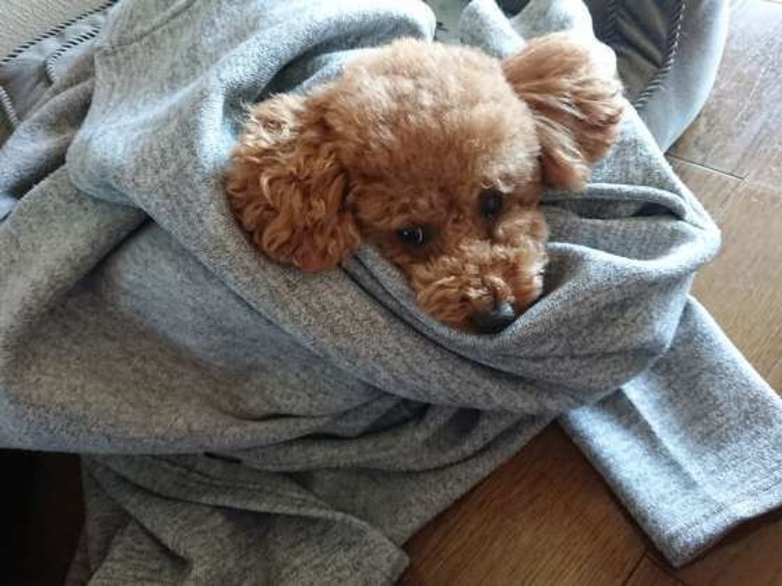 犬が服や洗濯物の上にのりたがる 可愛いすぎるワケ いぬのきもちweb Magazine 犬が服や洗濯物の上にのりたがる 可愛いすぎるワケ いぬのきもちweb Magazine