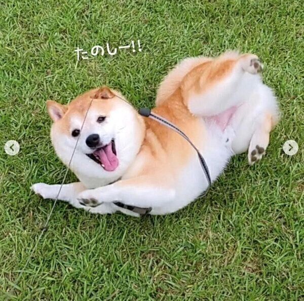 すりすりする福来くん