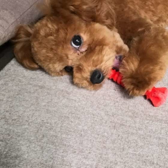 おもちゃで遊ぶトイ・プードル