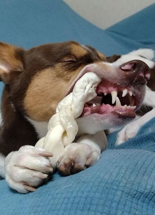 ガムを頑張って噛んでいる犬