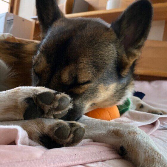 にんじんのおもちゃを抱えるように首の下に置いて、まるまって眠っている耳の立ったMix犬