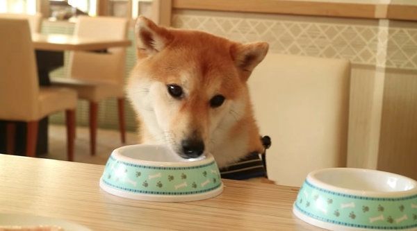 焼き肉を初めて食べる柴犬