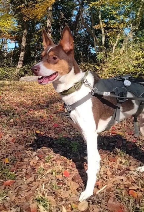 お散歩を楽しむ犬