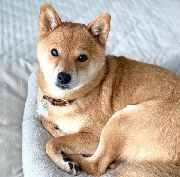 くつろぐ豆柴・カンナくん