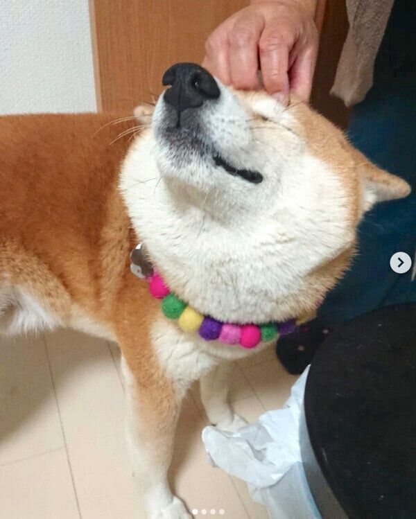 頭を掻いてもらい気持ちよさそうな茶々丸くん