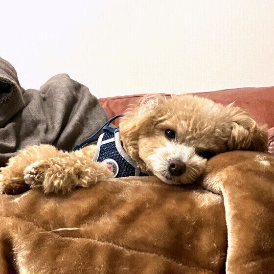 微睡むトイ・プードル