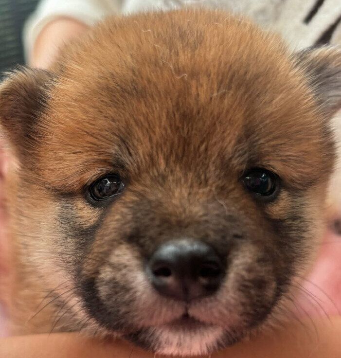 初めて対面した際の柴犬