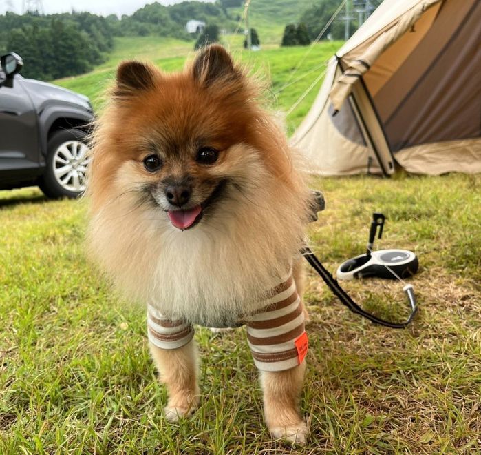 楽しそうなぽてとちゃん