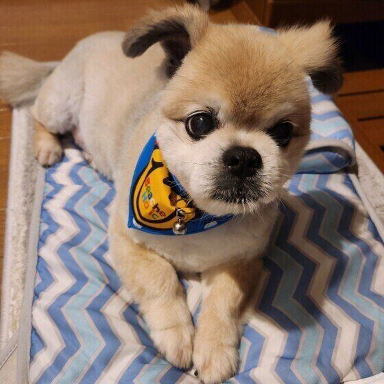 犬が雷や花火を怖がる理由と対応　雷・花火が苦手なコの対策を獣医師に聞いた いぬのきもち