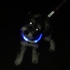 ミニチュアシュナウザーのジャックくん