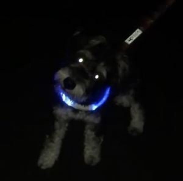 恐怖 ゚d゚ 暗闇に光る2つの目の正体は いぬのきもちweb Magazine 恐怖 ゚d゚ 暗闇に光る2つの目の正体は いぬのきもちweb Magazine