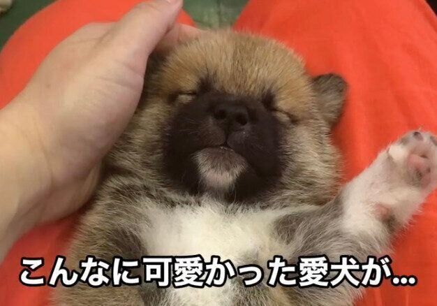 ブリーダーさんのもとにいた頃のもずくくん