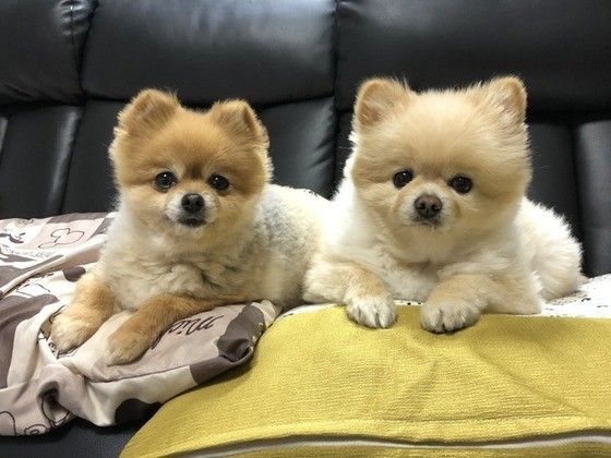 見つめるポメラニアン