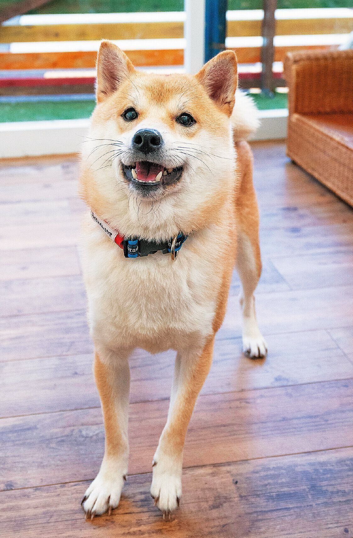 柴の拓くん（推定１才）は、多頭飼育崩壊現場から救出。元の飼い主さんは個人でペットショップから次々と犬を購入して崩壊に至ったそう