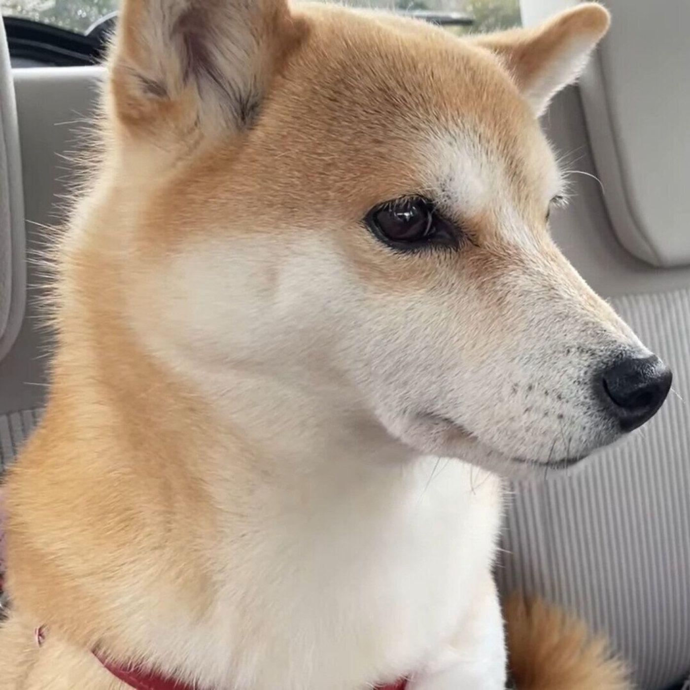 ドッグラン楽しみ とお出かけした柴犬 まさかの展開で悲しい表情に いぬのきもちweb Magazine ドッグラン楽しみ とお出かけした柴犬 まさかの展開で悲しい表情に いぬのきもちweb Magazine