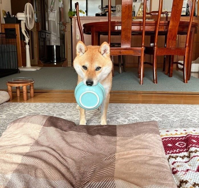 ごはん皿をくわえる豆太郎くん
