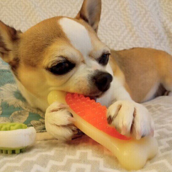 おもちゃを噛むチワワのすずめちゃん