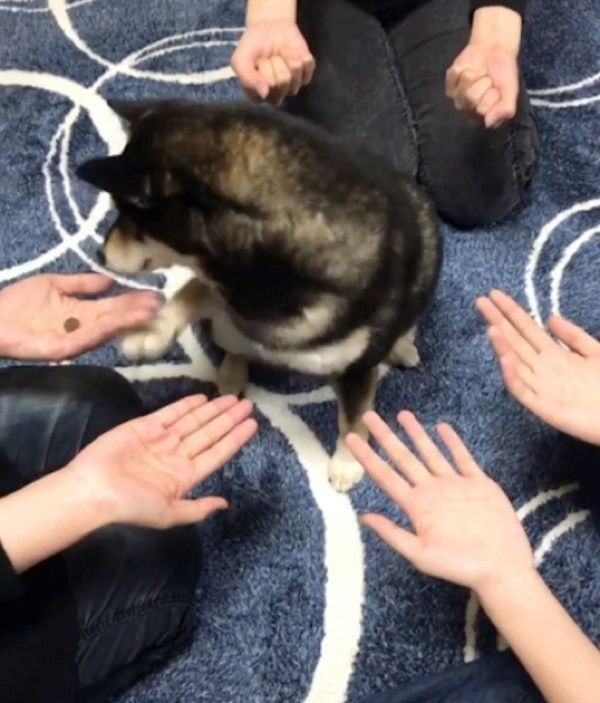 ゲームをする豆柴