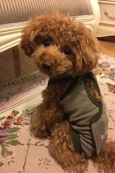 エリザベスウェア（術後服）を着たトイプー