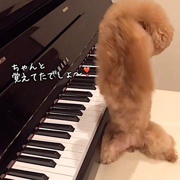 ピアノを弾くトイ・プードル