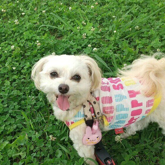 お散歩中のチョコちゃん