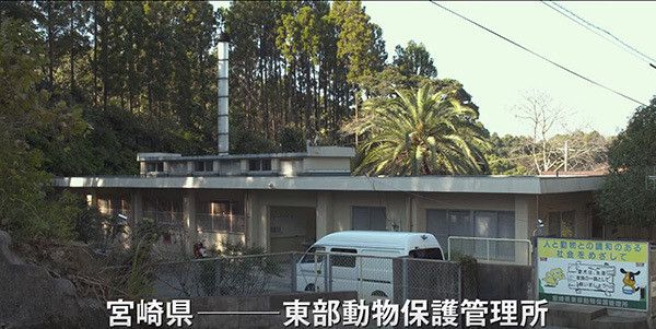 ひまわりと子犬の7日間