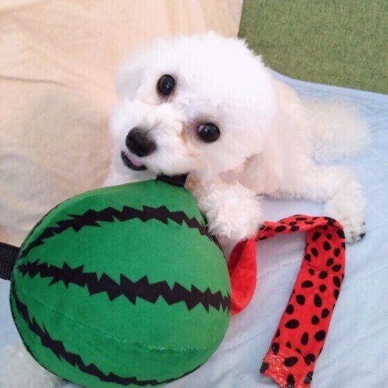 トイ・プードルのプリンちゃん