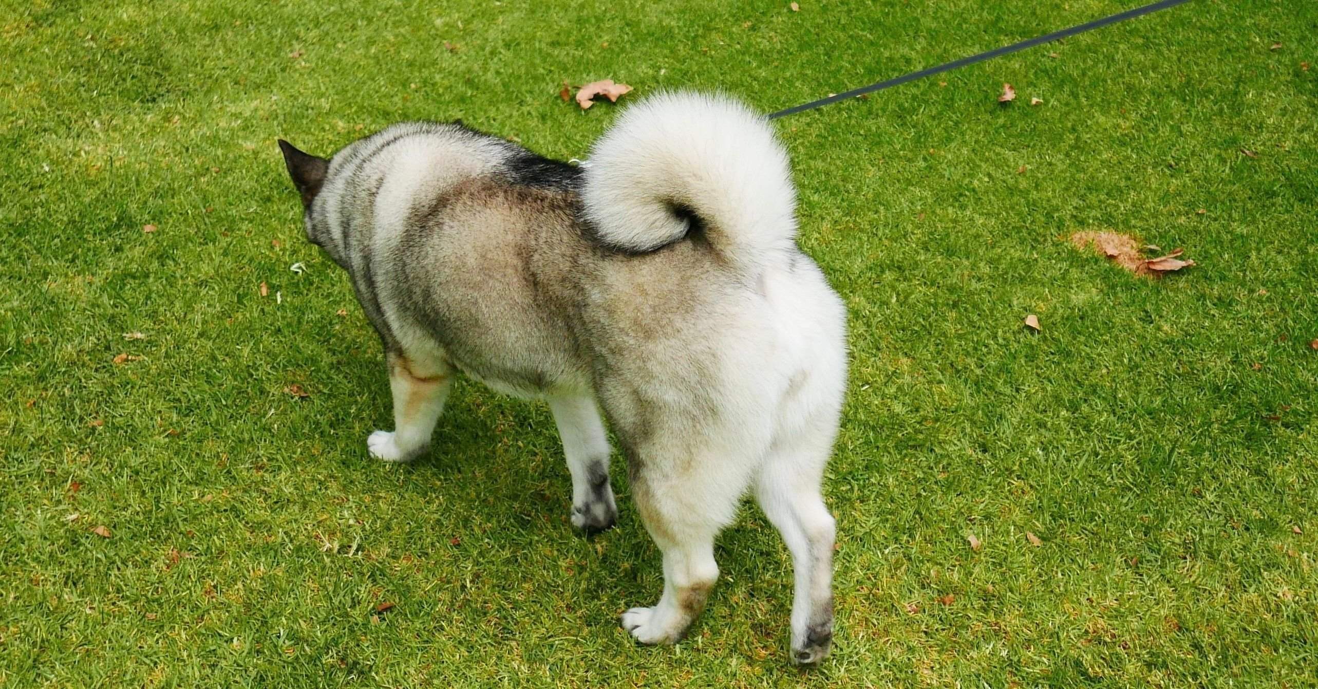 ノルウェジアン・エルクハウンド・グレー