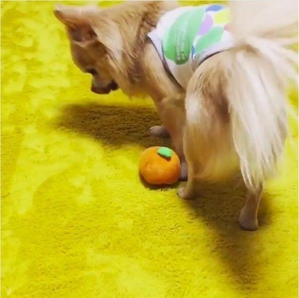 ボールさばきが上手なワンコ