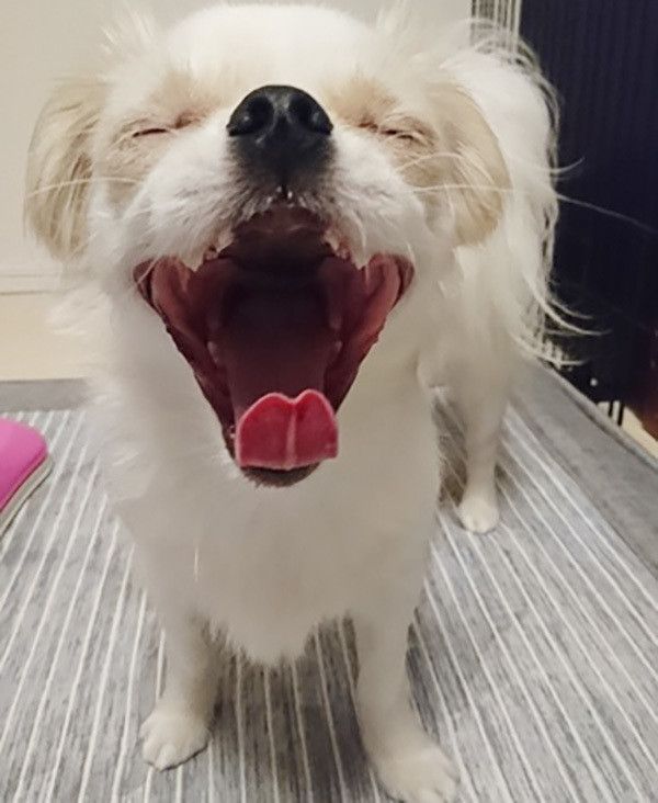 あくびする犬