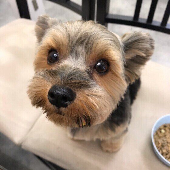 ゴハンを待つヨークシャー・テリアのルルちゃん