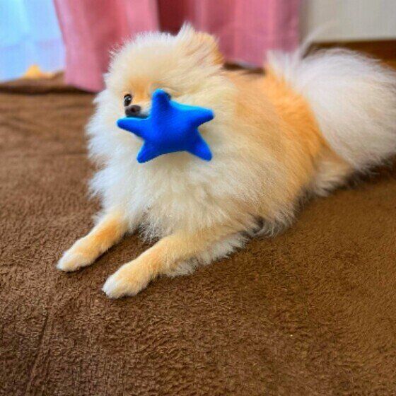 冷たいヒトデで遊ぶポメラニアンの男の子