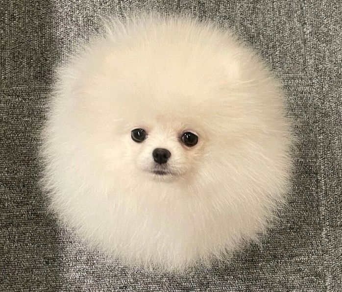 まんまるなちょむちゃん