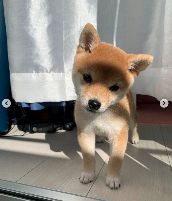 見つめるきなこちゃん