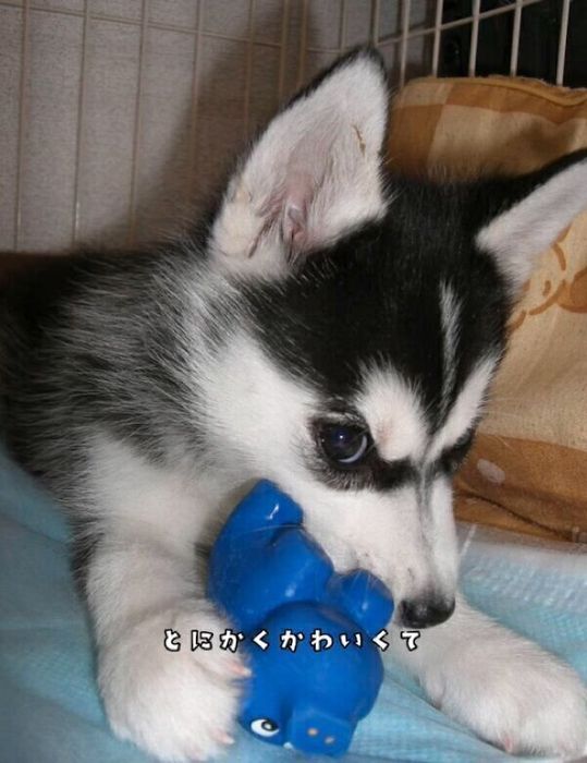おもちゃで遊ぶセリカちゃん