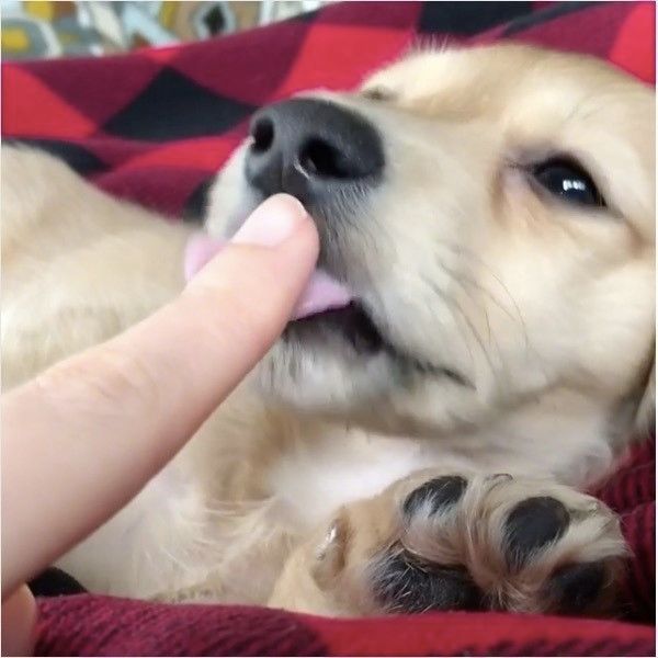 ダックスフンド