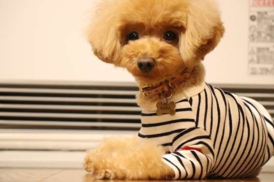 ヒーターで温まるトイ・プードル