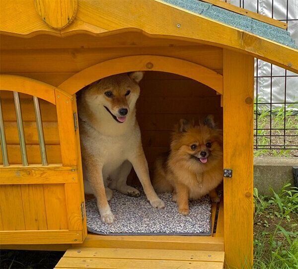 犬小屋に入るあさむらさん