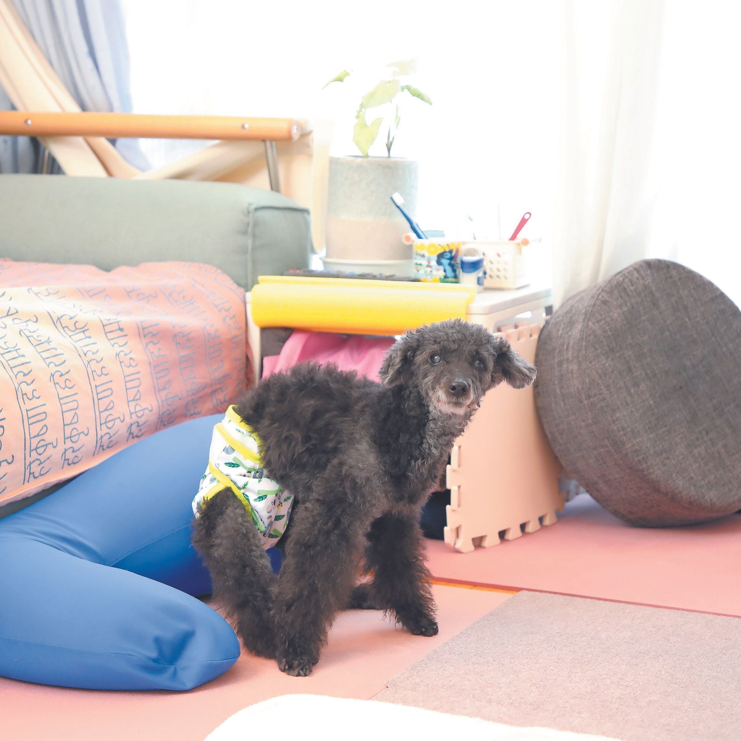 アイちゃん（メス・16才／3.3㎏／トイ・プードル／やさしくて穏やか）