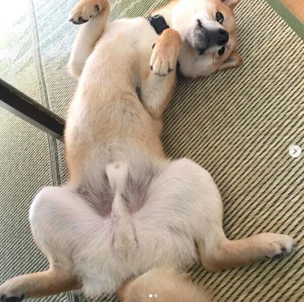 ヘソ天する蘭丸くん