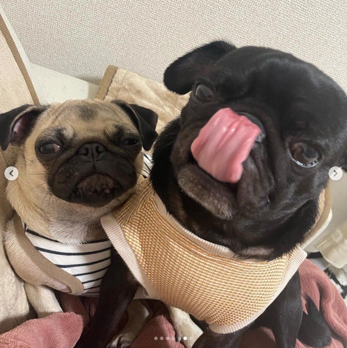 仲良しなガムくん、しゃけちゃん