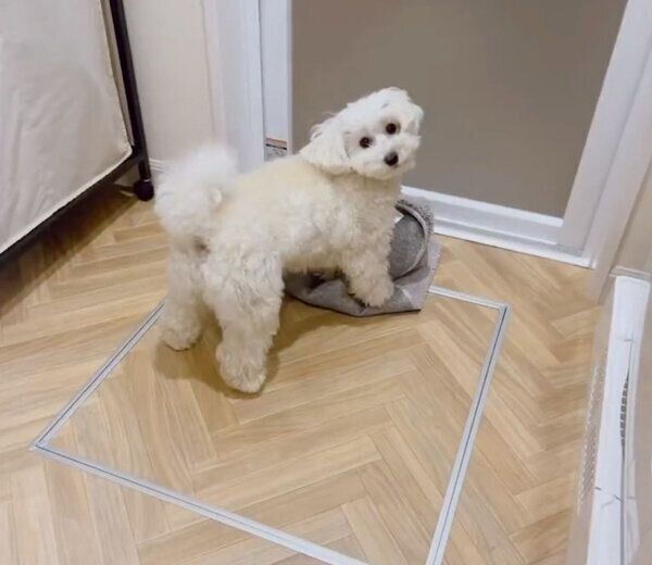 お風呂マットで遊ぶまるこちゃん